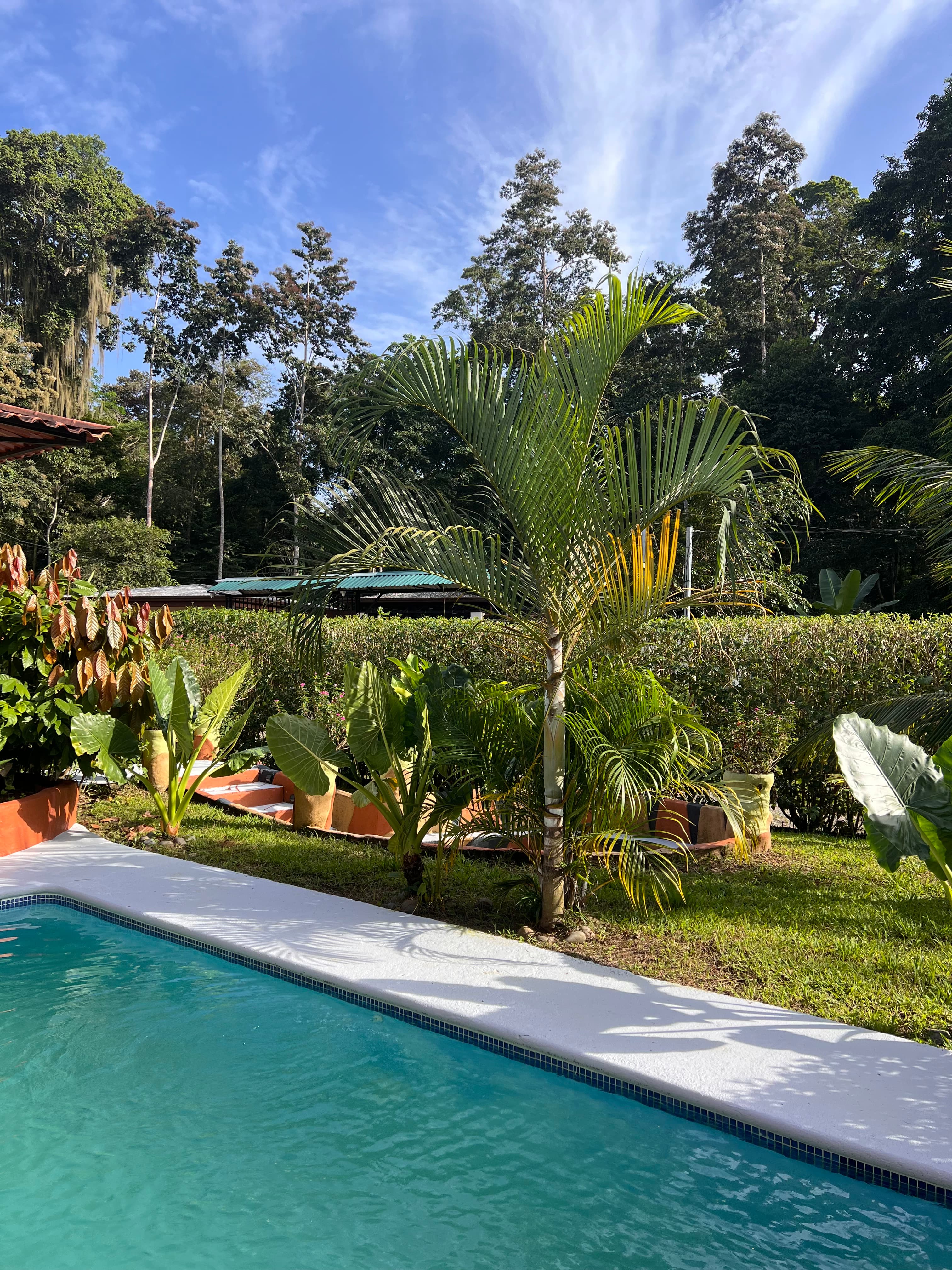 The pool edge with palms and the garden beyond