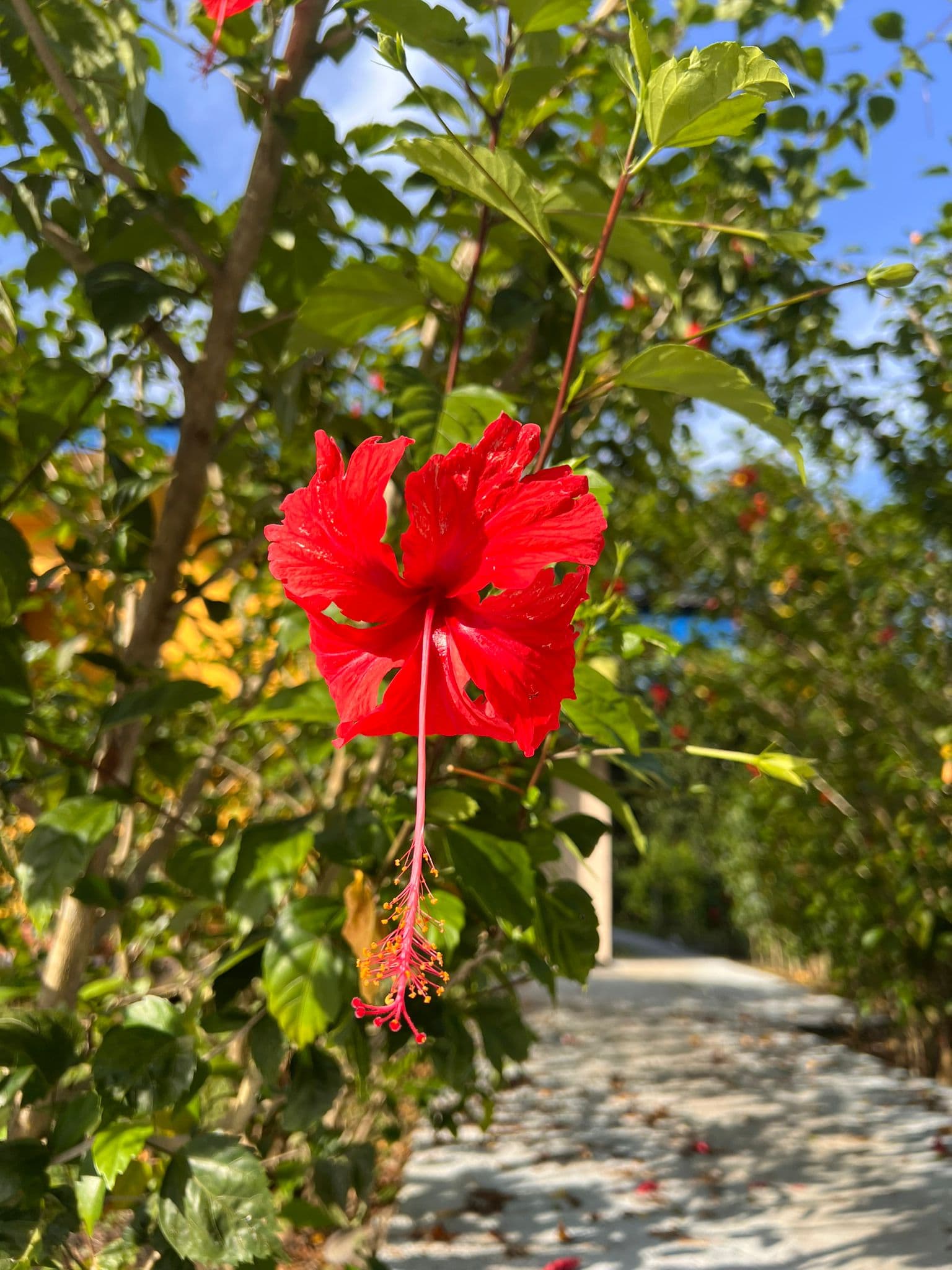 A red hibiscus by the path