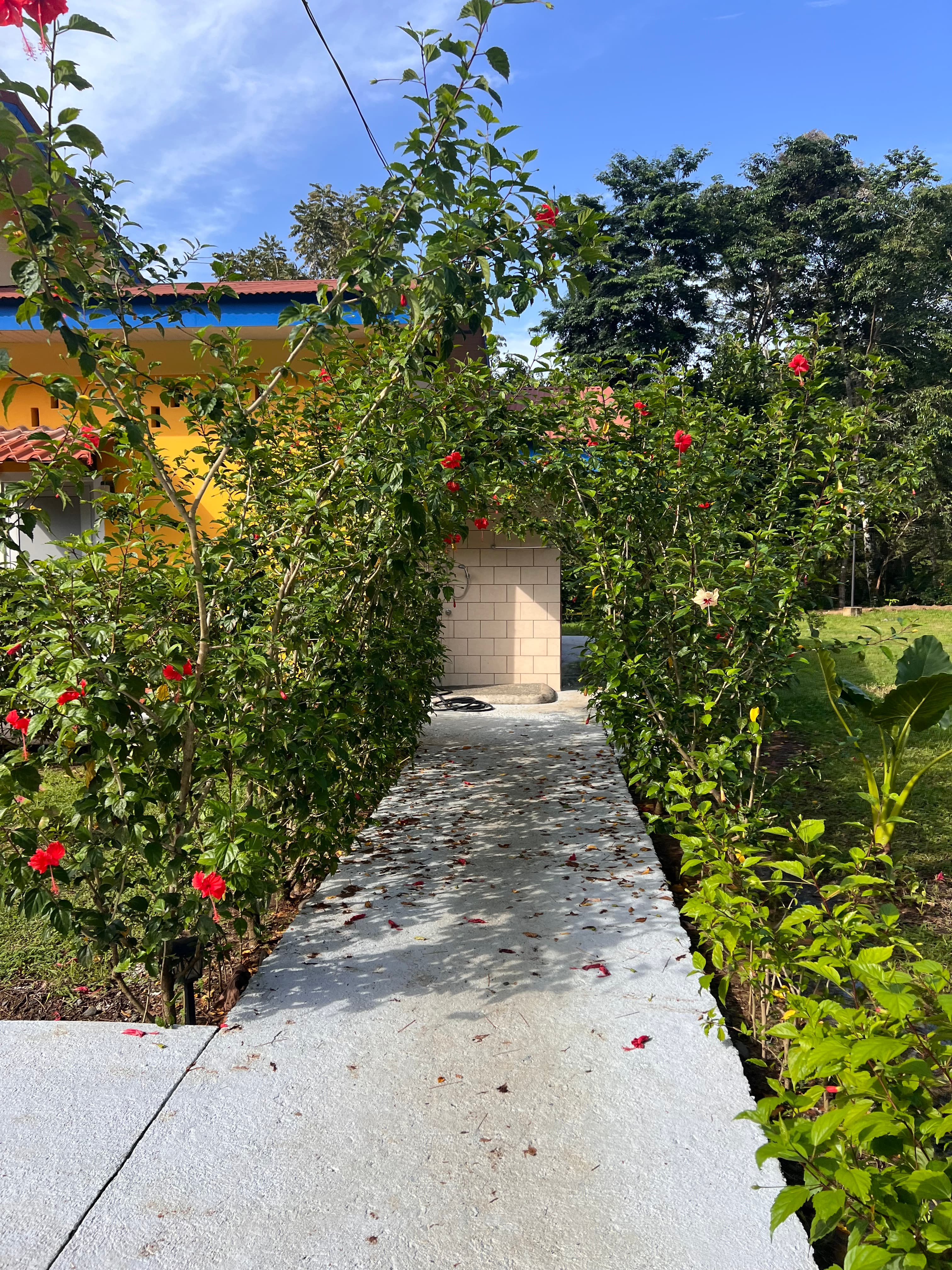 The hibiscus-lined path to the casitas