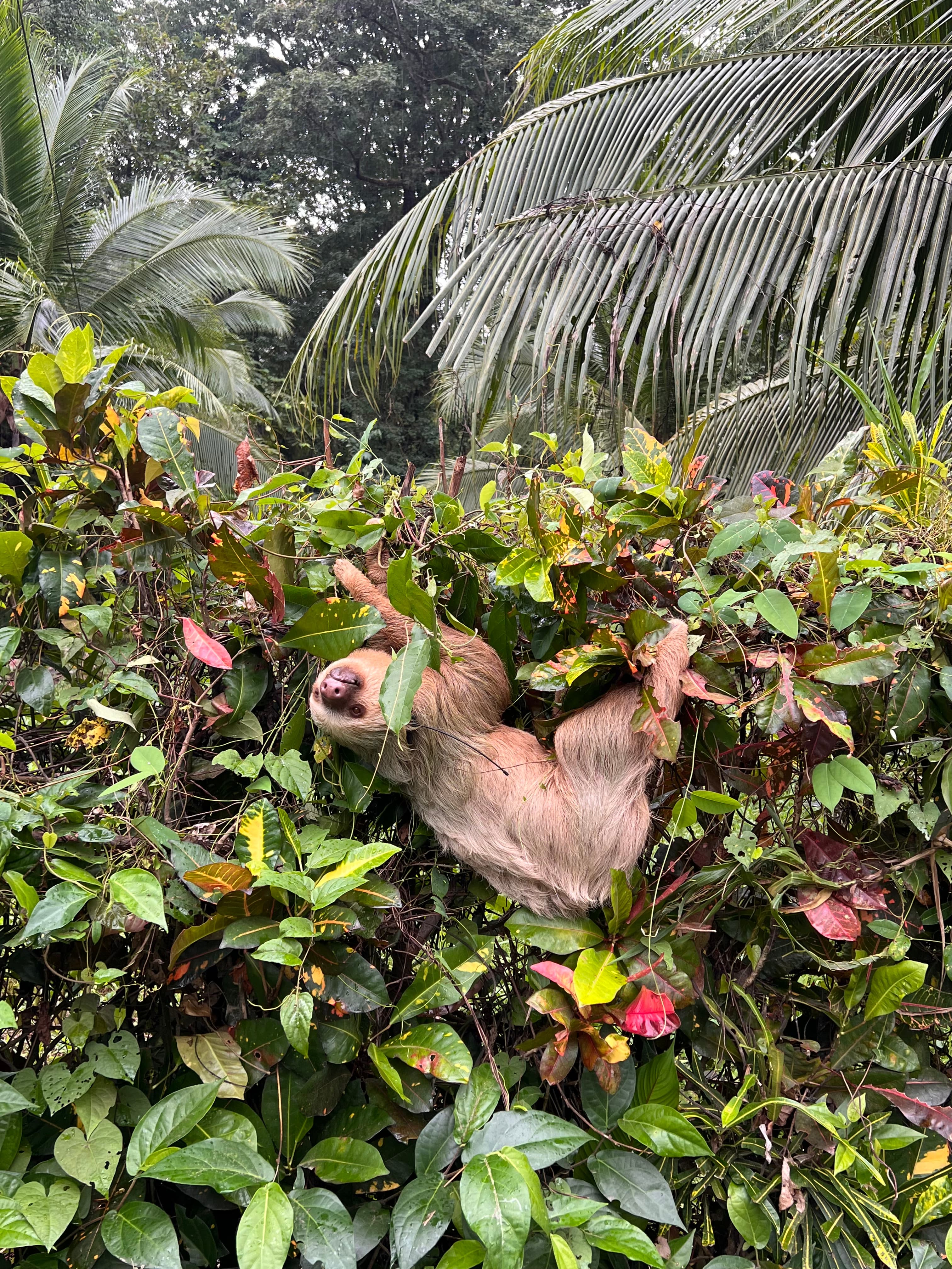 A sloth in the hibiscus by the path